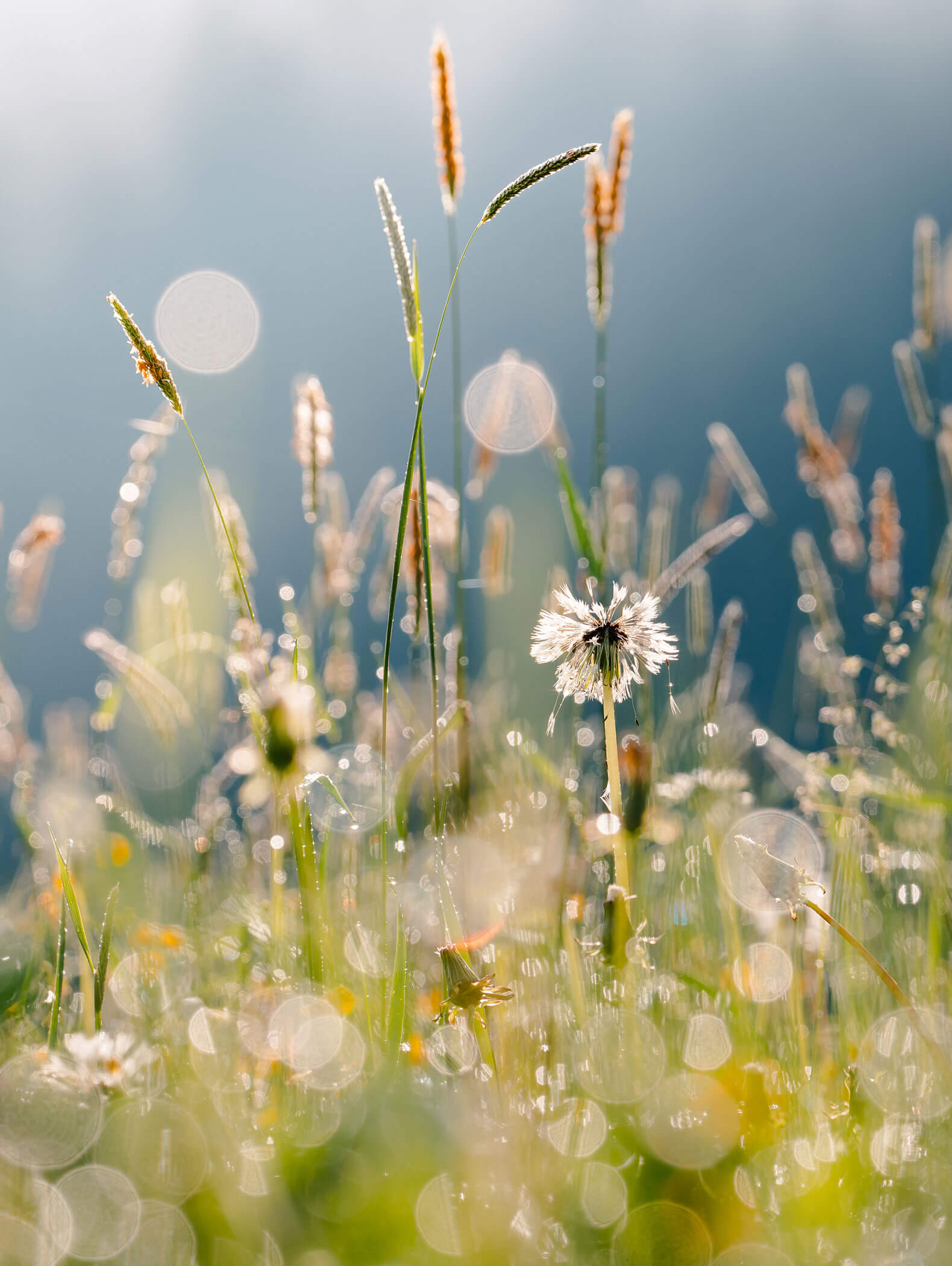 Sommer Aktiv - Natur